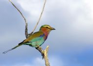 Lilac-breasted Roller